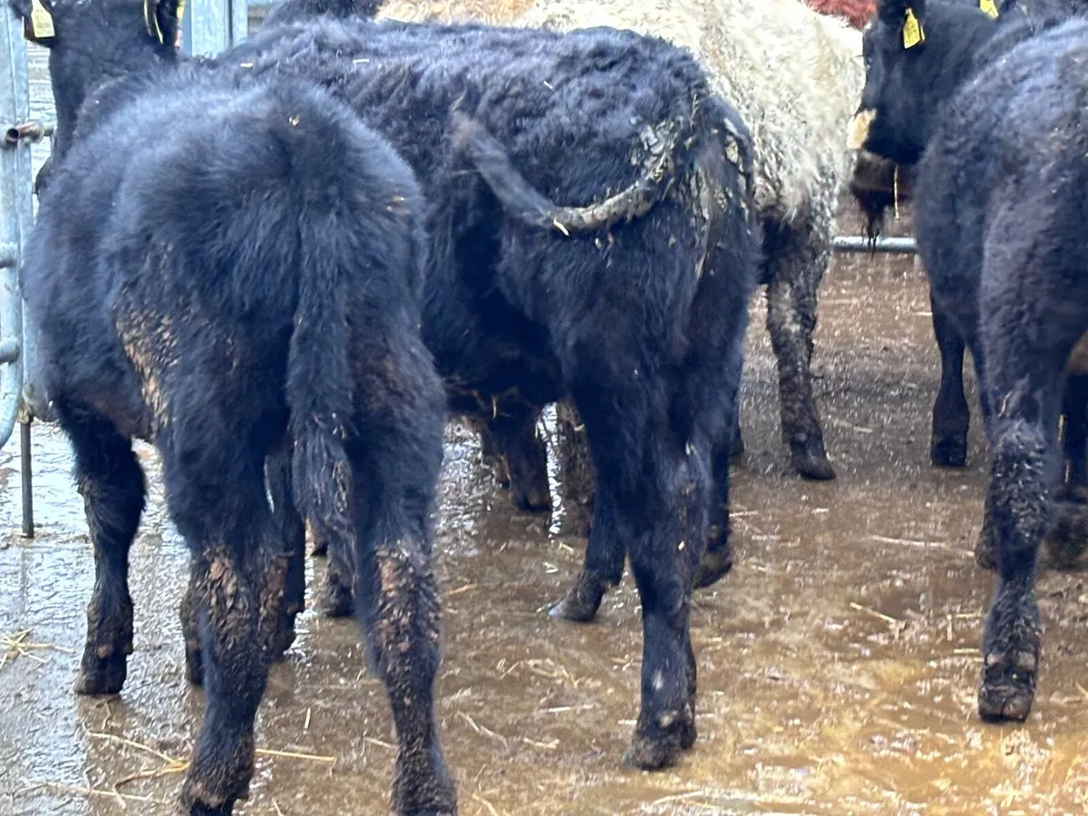 11 bull Weanlings for sale @€1055 - Image 3