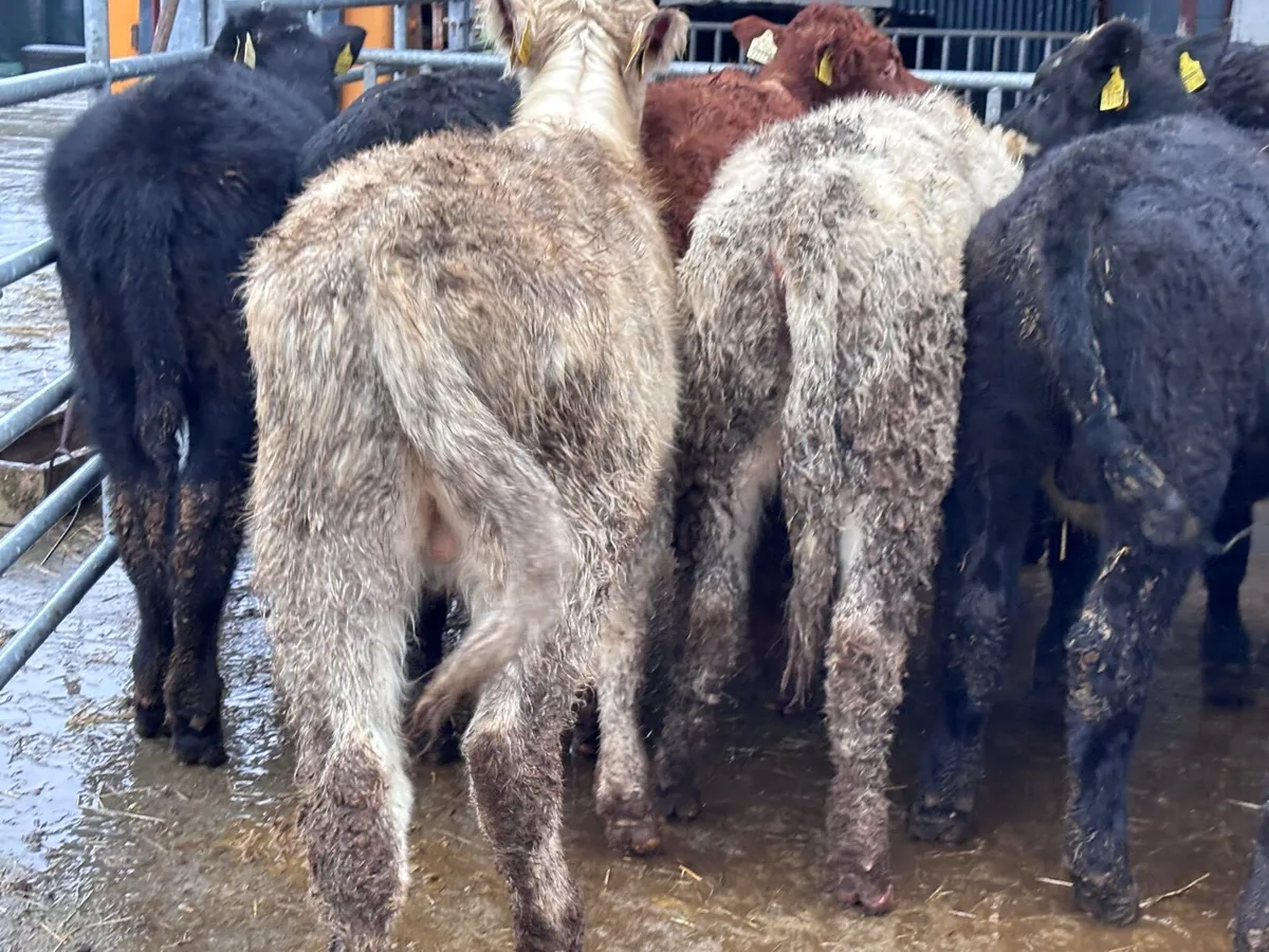 11 bull Weanlings for sale @€1055 - Image 1