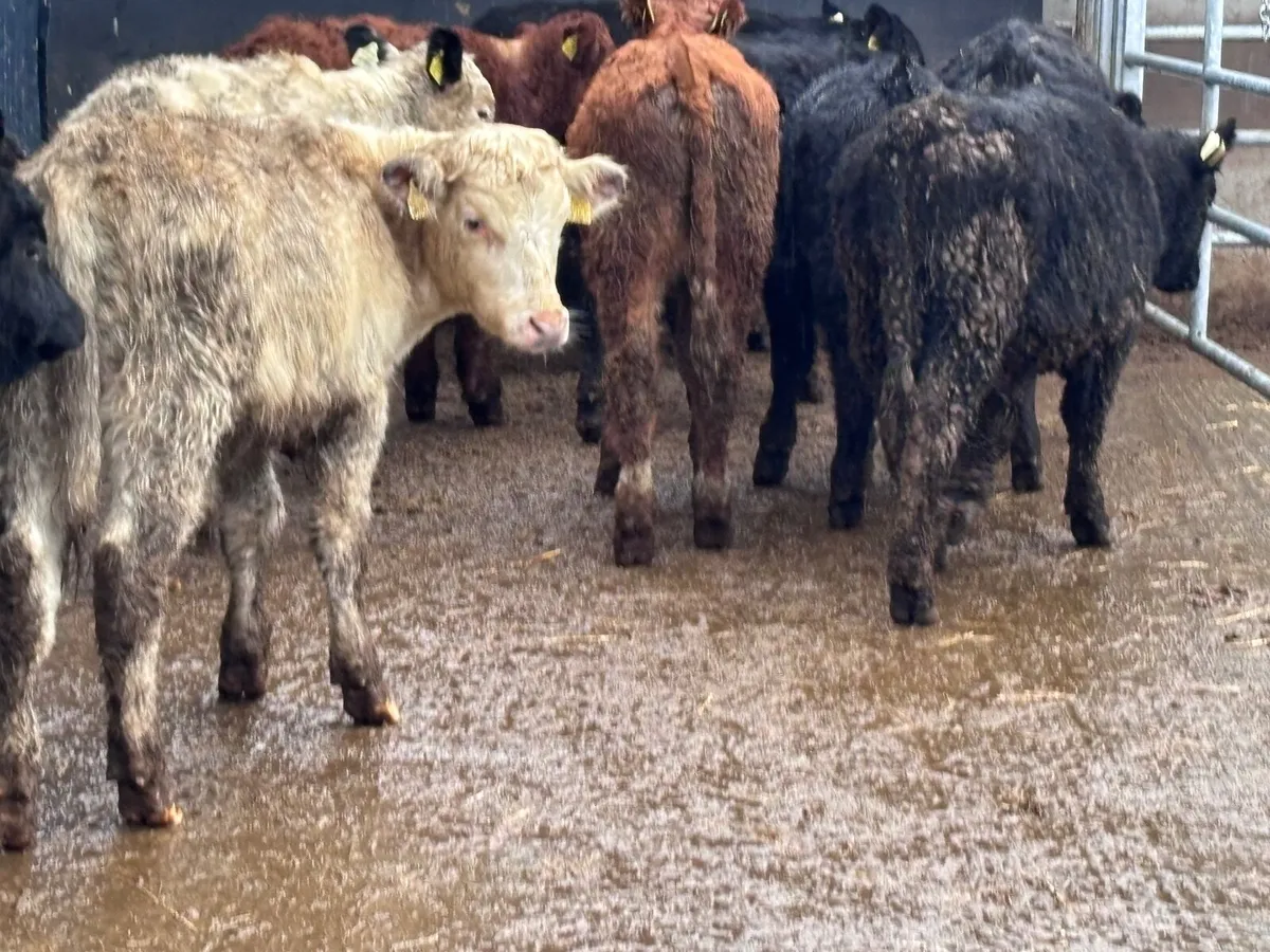 11 bull Weanlings for sale @€1055 - Image 4