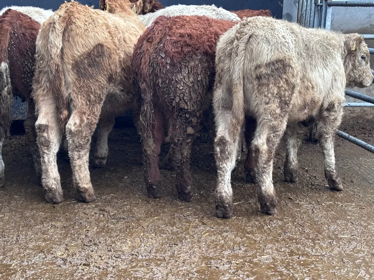 7 smashing Charlaois & Limision bull Weanlings for - Image 2