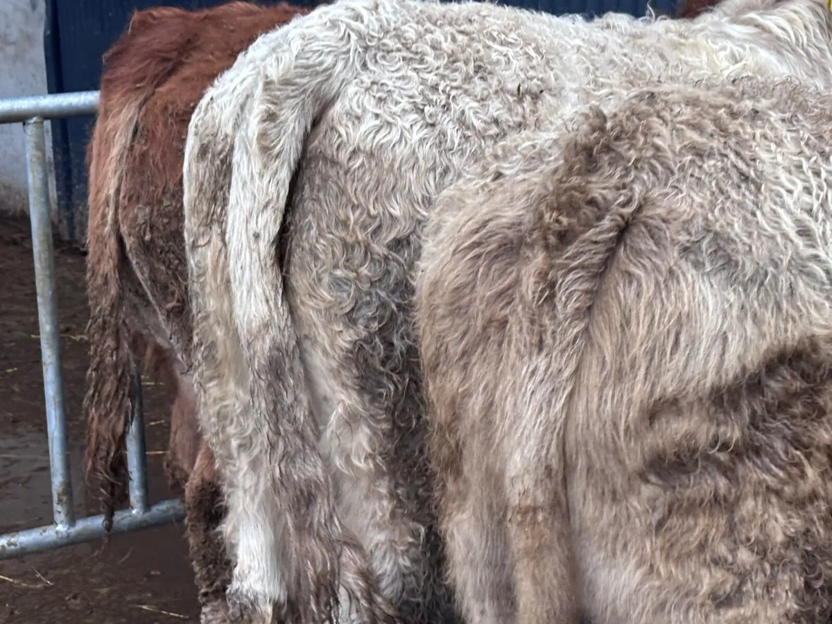 7 smashing Charlaois & Limision bull Weanlings for - Image 3