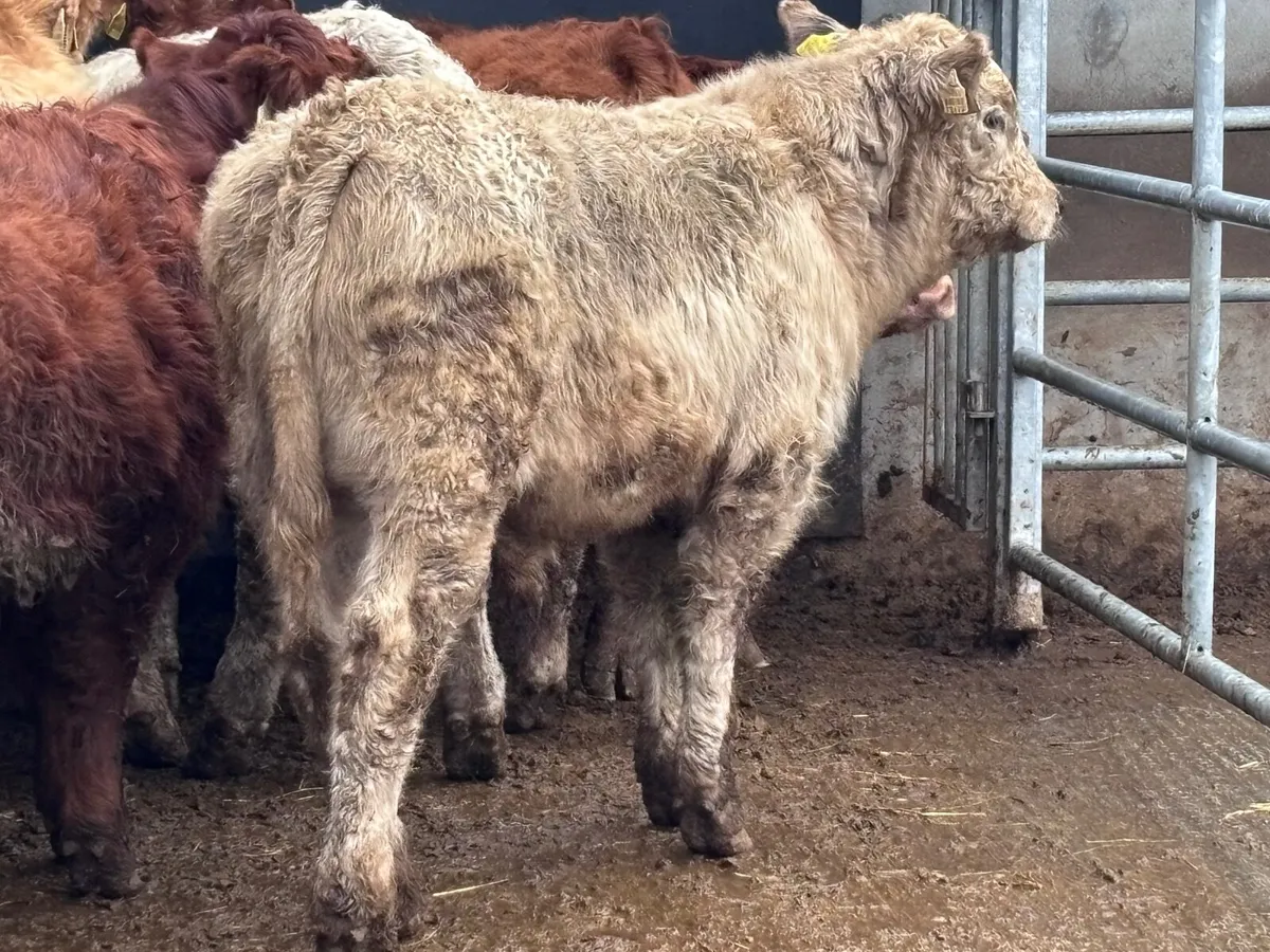 7 smashing Charlaois & Limision bull Weanlings for - Image 1