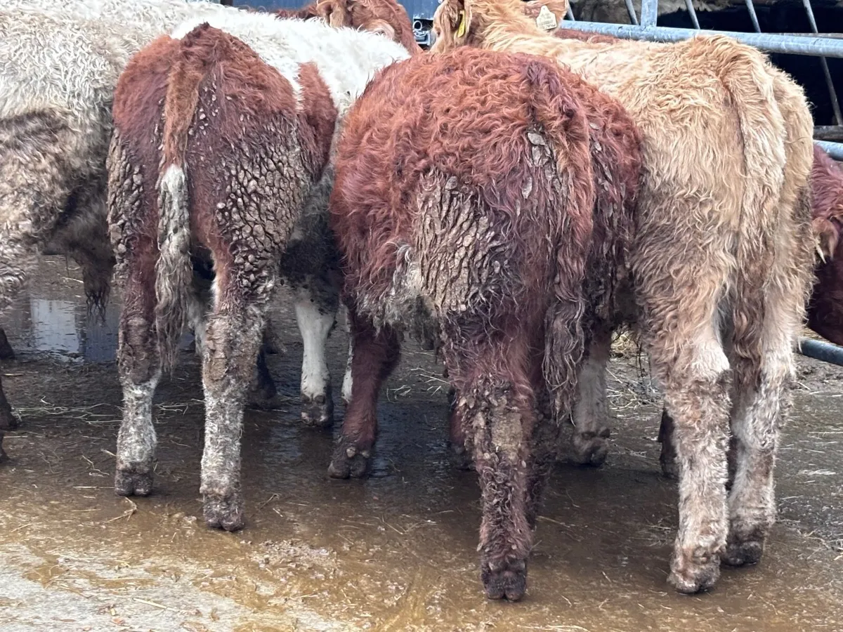 7 smashing Charlaois & Limision bull Weanlings for - Image 4