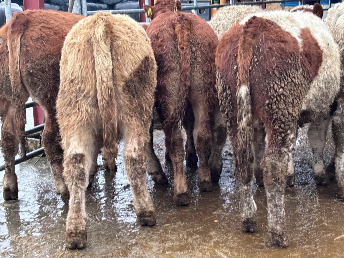 6 smashing Charlaois & Limision bull Weanlings for - Image 4