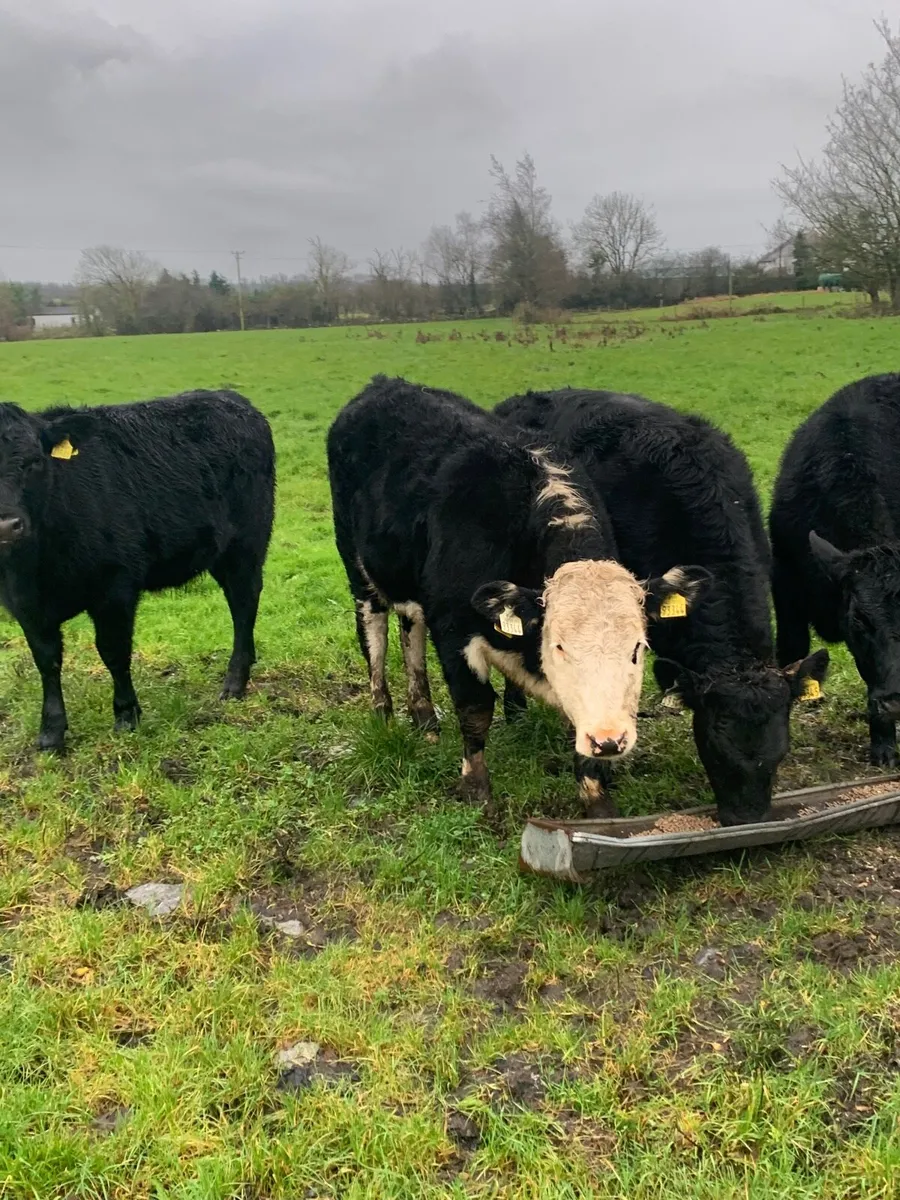 5 Super Quality AAX and HEX Heifers for sale - Image 4