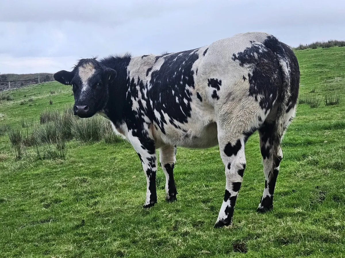 Belgian Blue Springer - Image 3