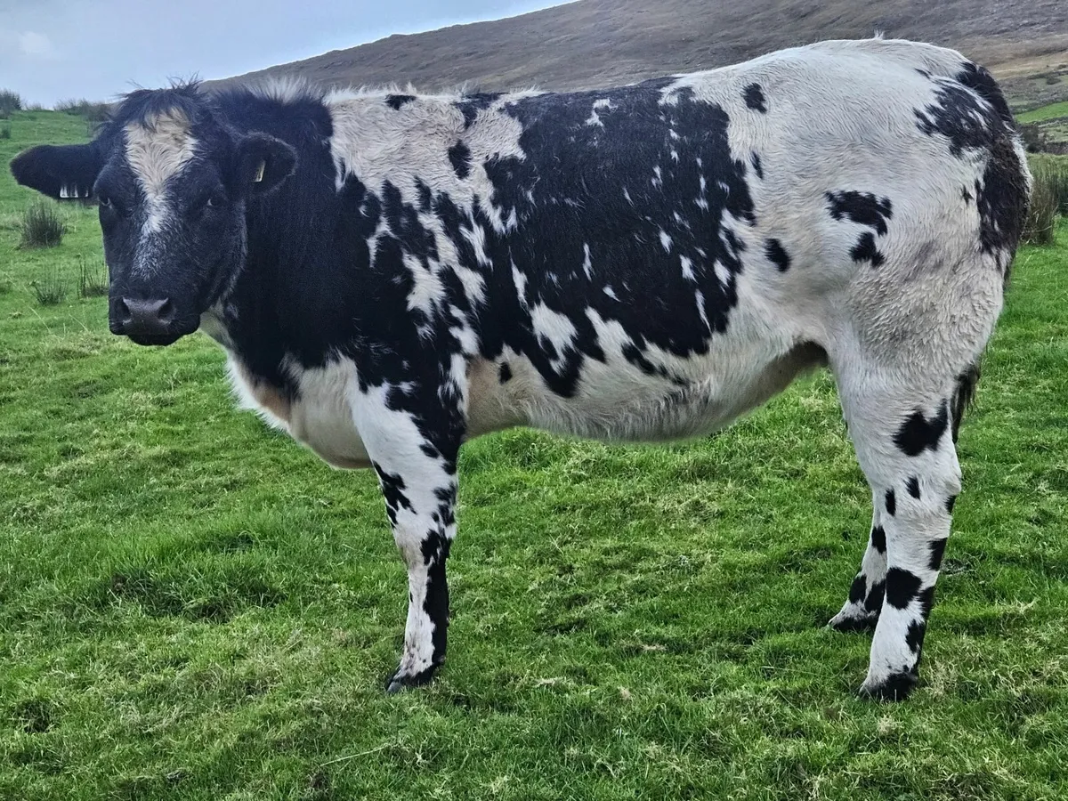 Belgian Blue Springer - Image 4