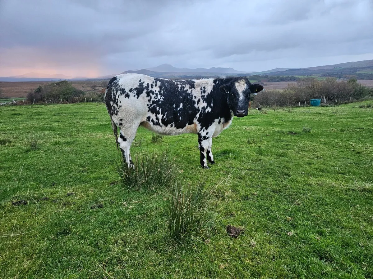 Belgian Blue Springer - Image 2