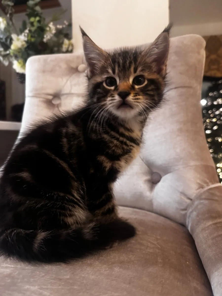 Crossed Maine Coon Kittens - Image 1