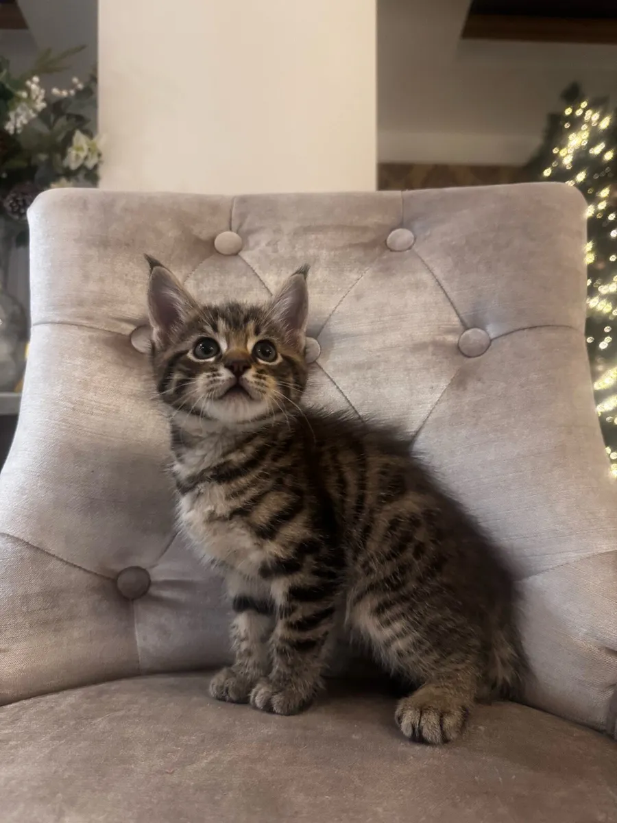 Crossed Maine Coon Kittens - Image 2