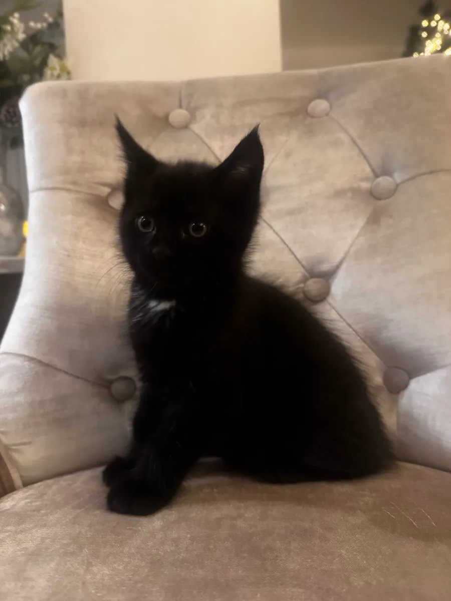 Crossed Maine Coon Kittens - Image 3