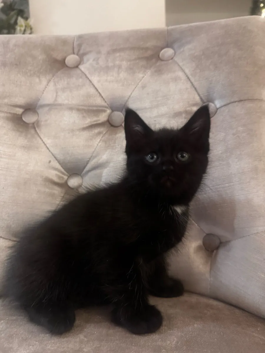 Crossed Maine Coon Kittens - Image 4