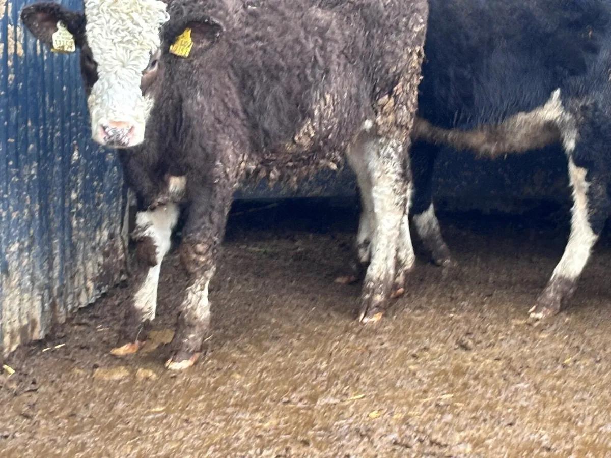 5 Hereford & Simmental weanling heifers for sale - Image 2
