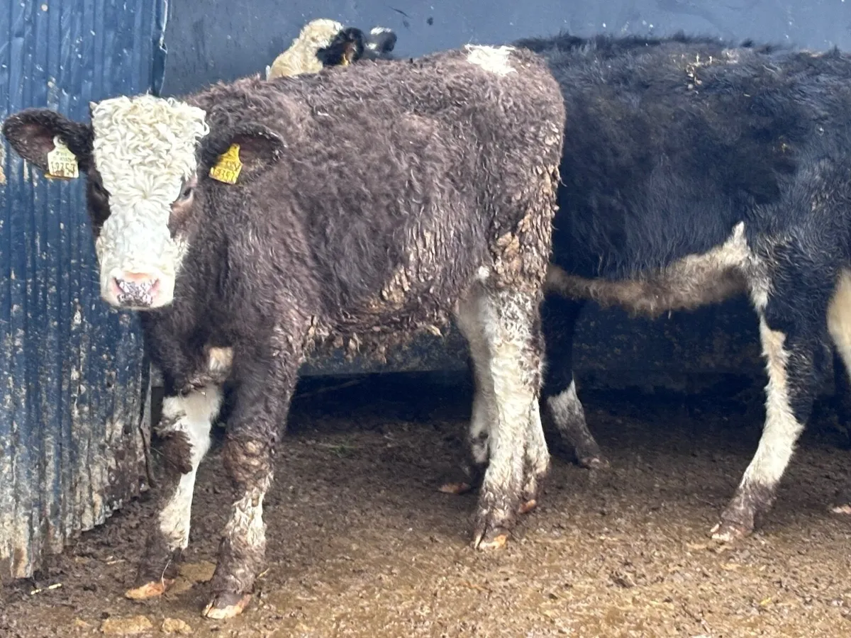 5 Hereford & Simmental weanling heifers for sale - Image 3