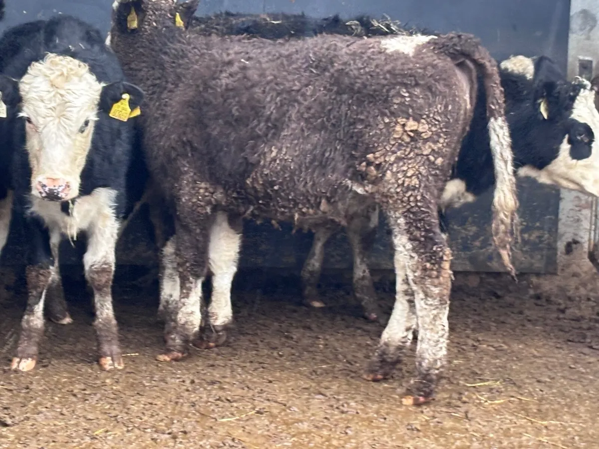 5 Hereford & Simmental weanling heifers for sale - Image 4