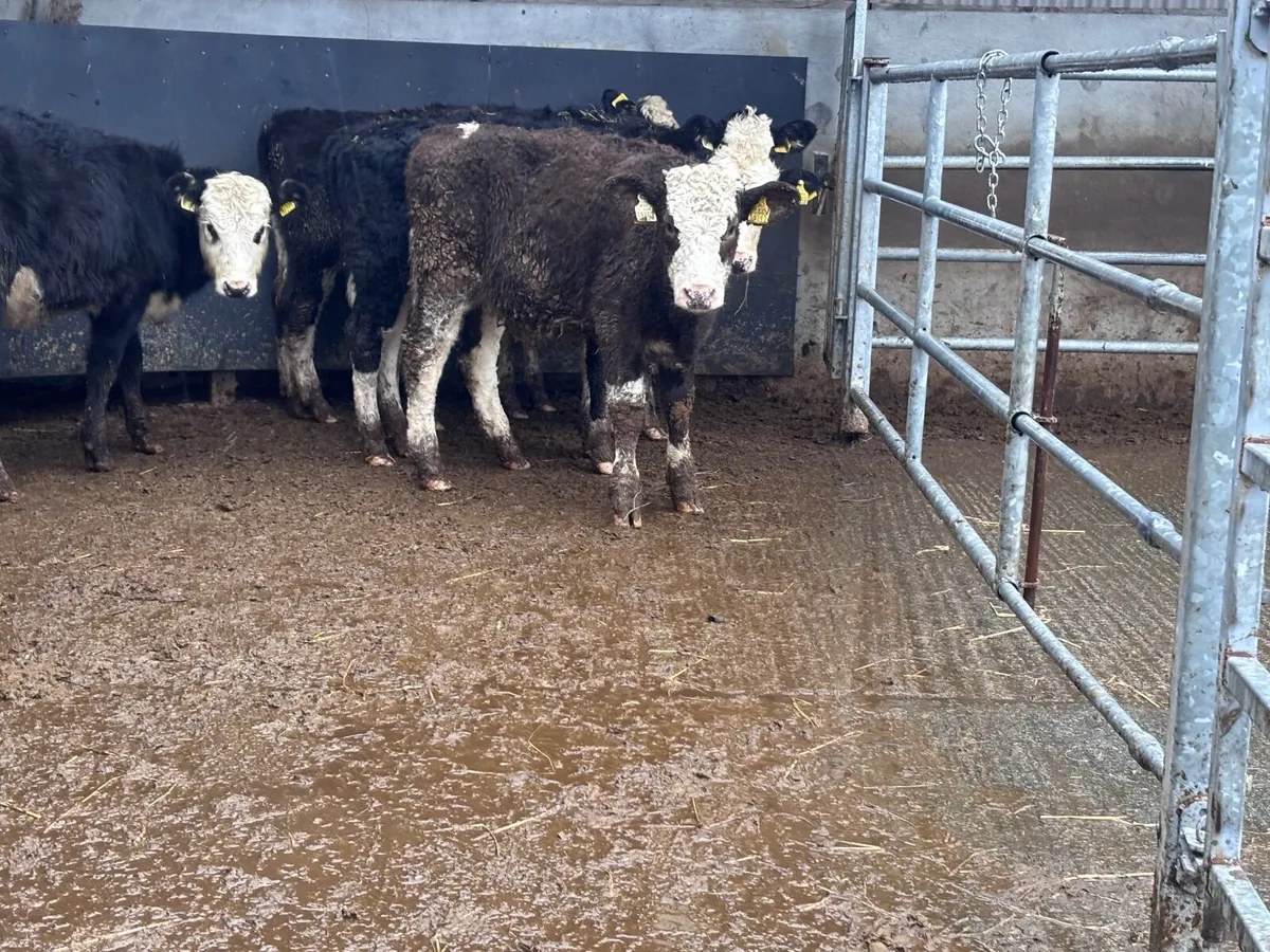 5 Hereford & Simmental weanling heifers for sale - Image 1