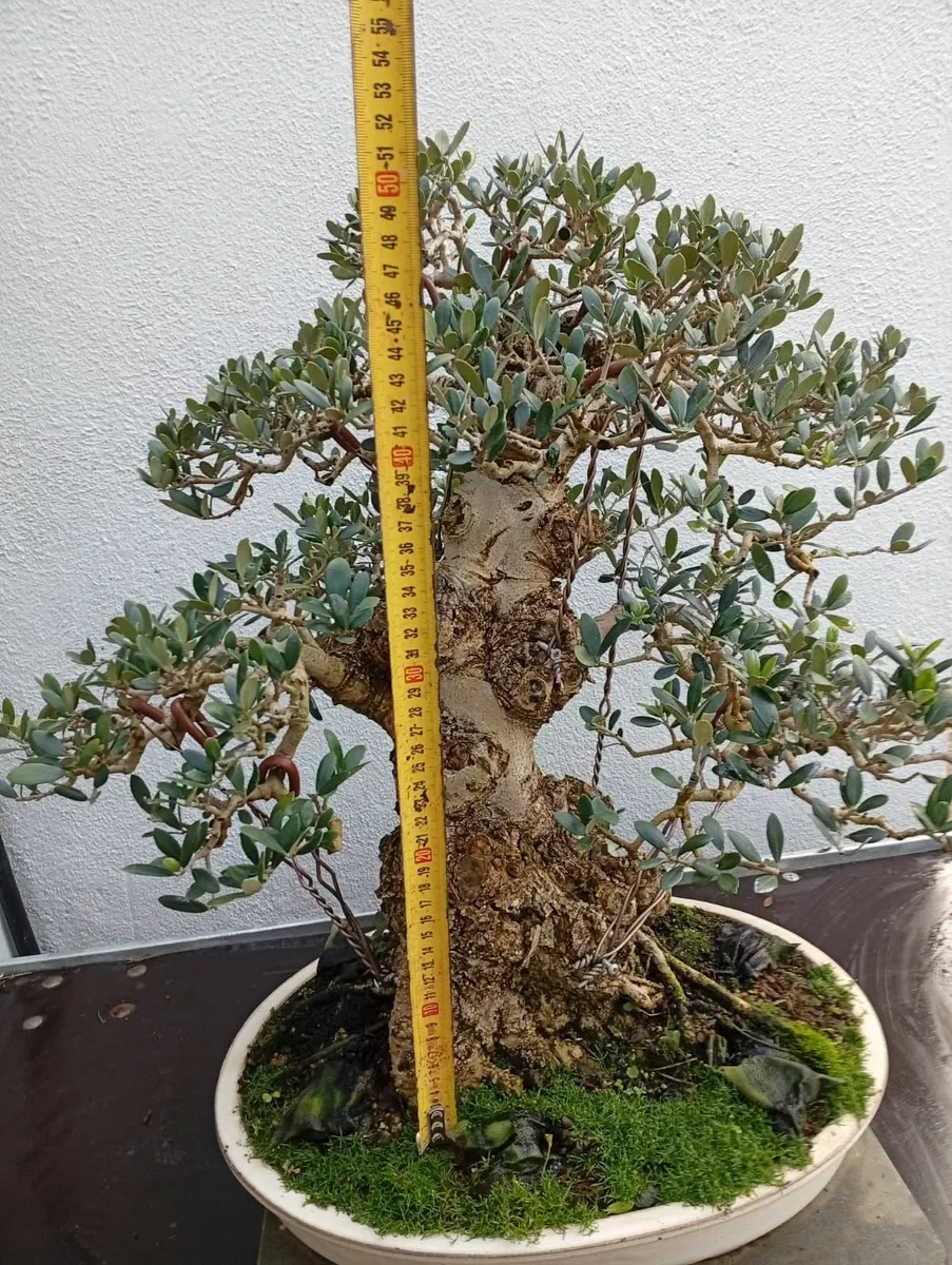 Bonsai. Olea europaea. Premium Bonsai Specimen - Image 2