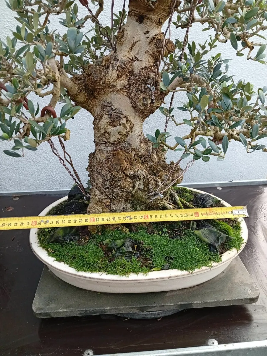 Bonsai. Olea europaea. Premium Bonsai Specimen - Image 3