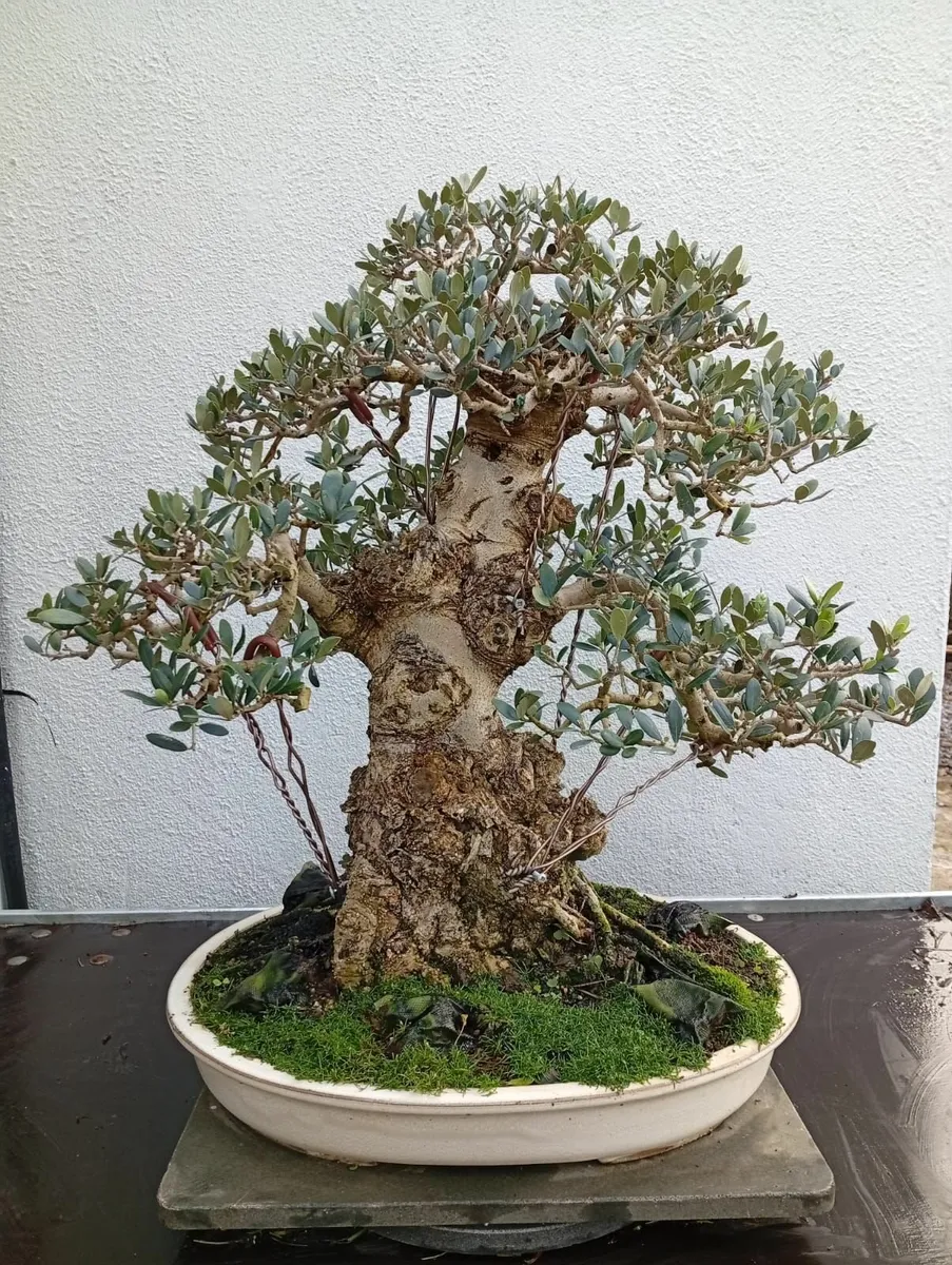 Bonsai. Olea europaea. Premium Bonsai Specimen - Image 1