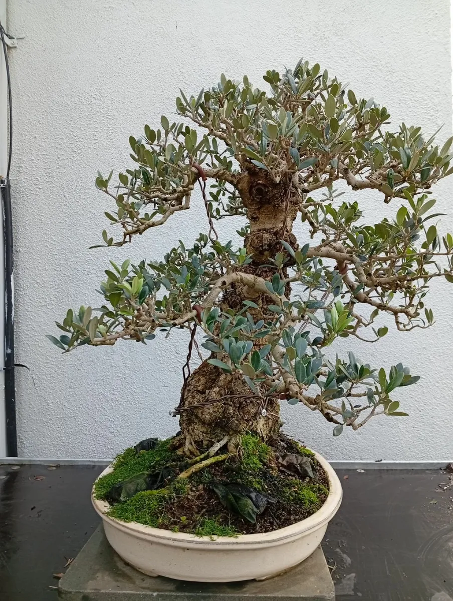 Bonsai. Olea europaea. Premium Bonsai Specimen - Image 4