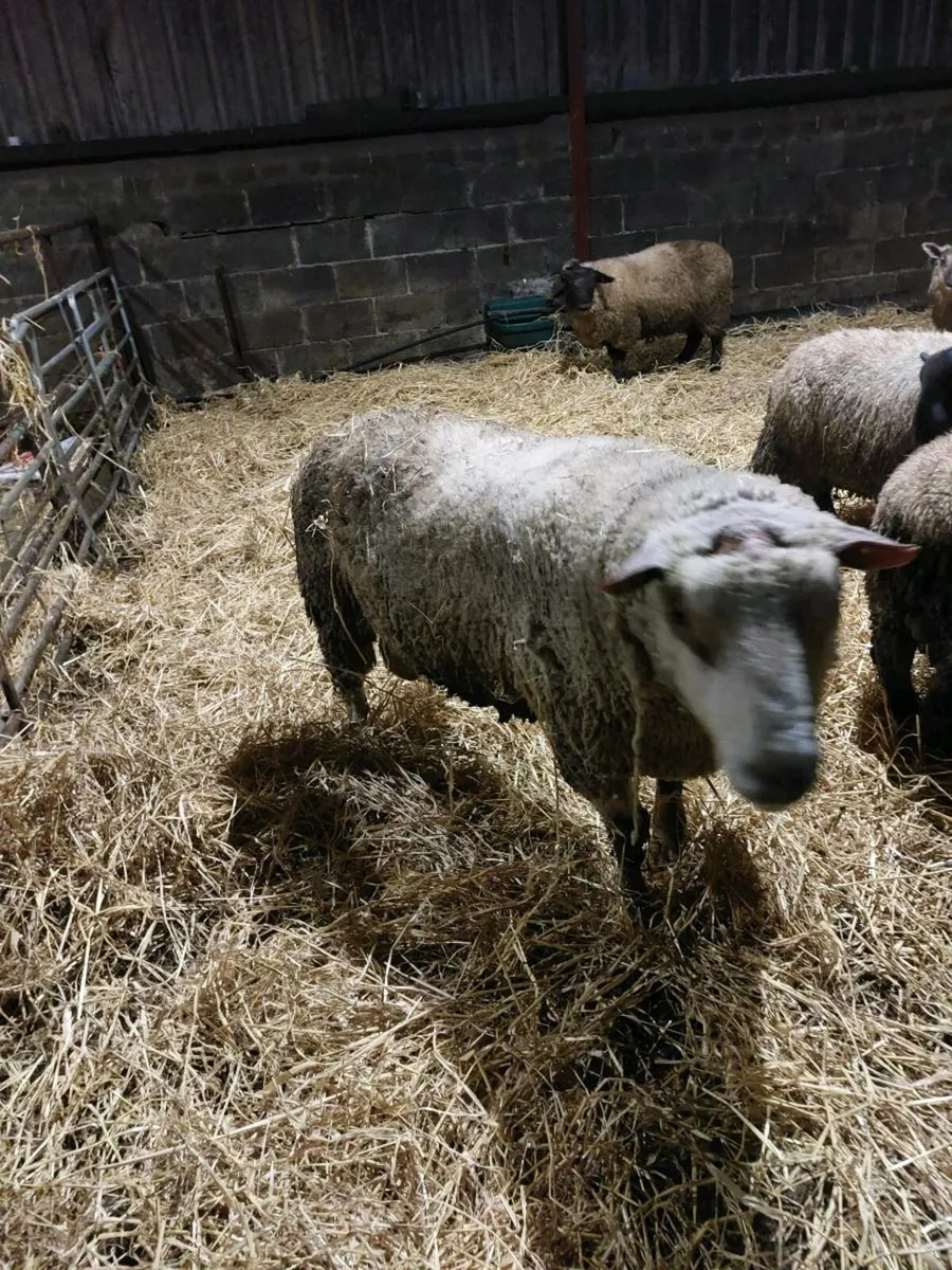 Charolais Ram - Image 1