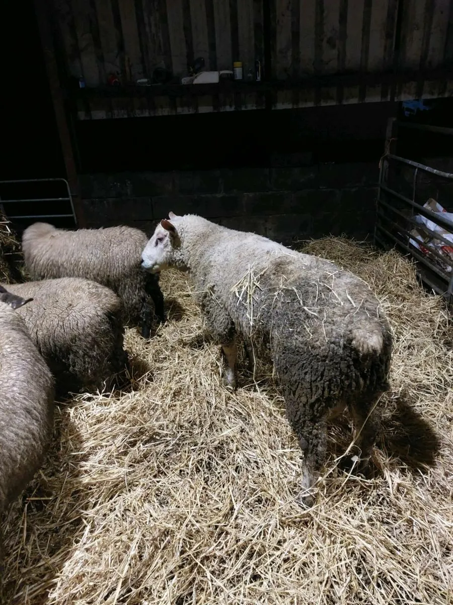 Charolais Ram - Image 2