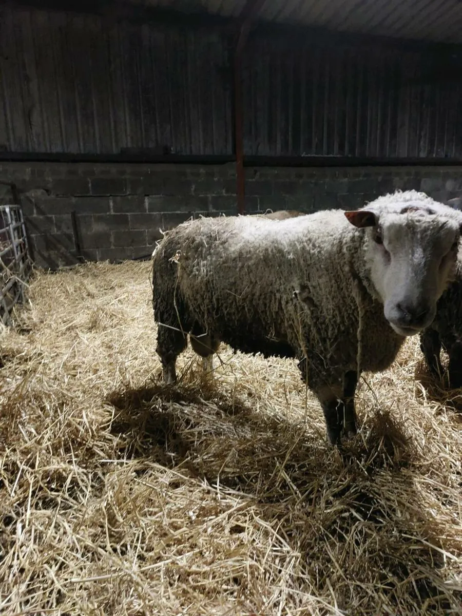 Charolais Ram - Image 3