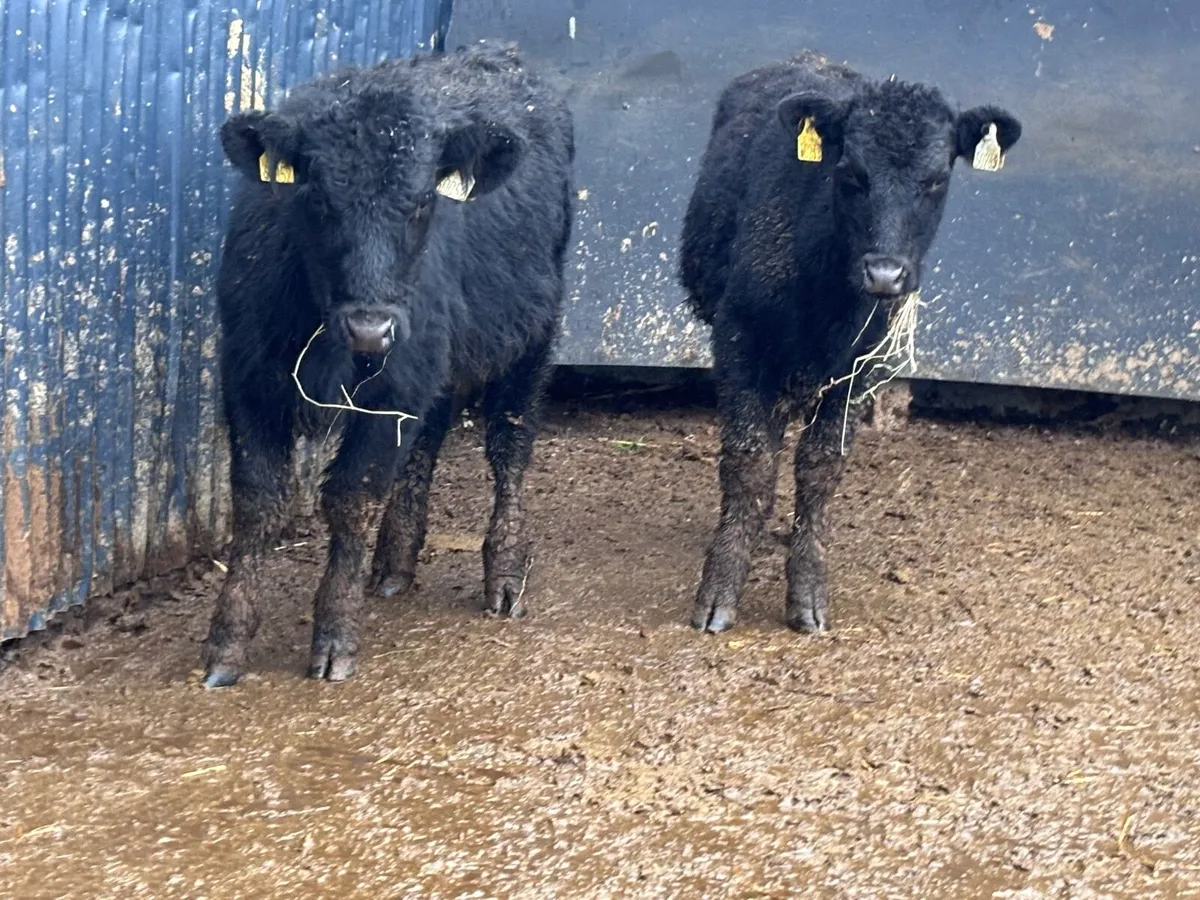 2 ANGUS weanling heifers for sale @€775 - Image 1