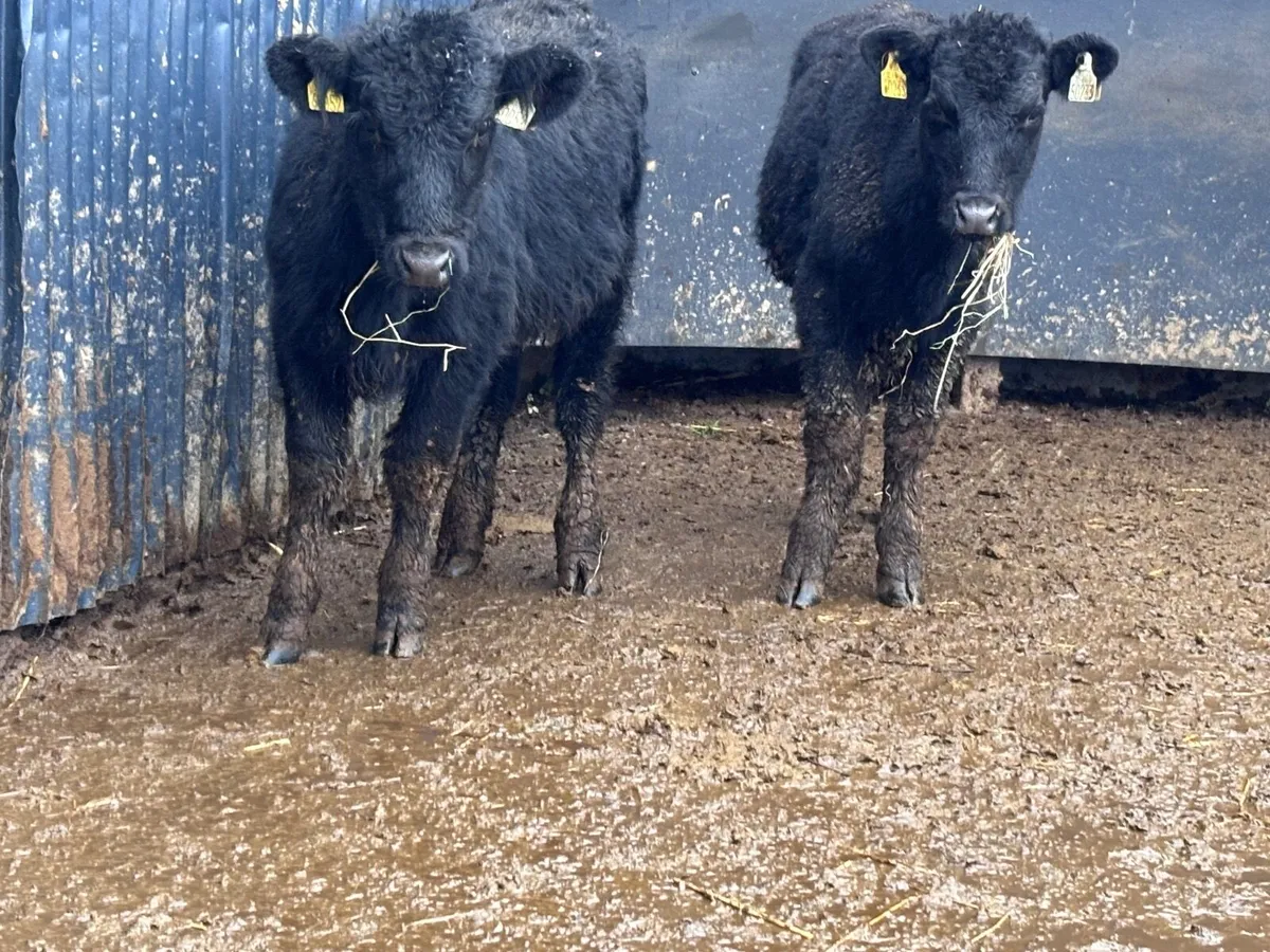 2 ANGUS weanling heifers for sale @€775 - Image 2