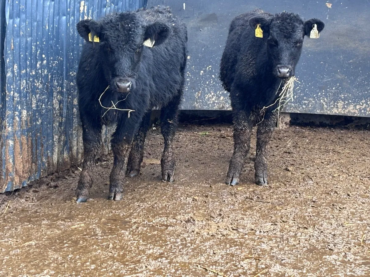 2 ANGUS weanling heifers for sale @€775 - Image 3