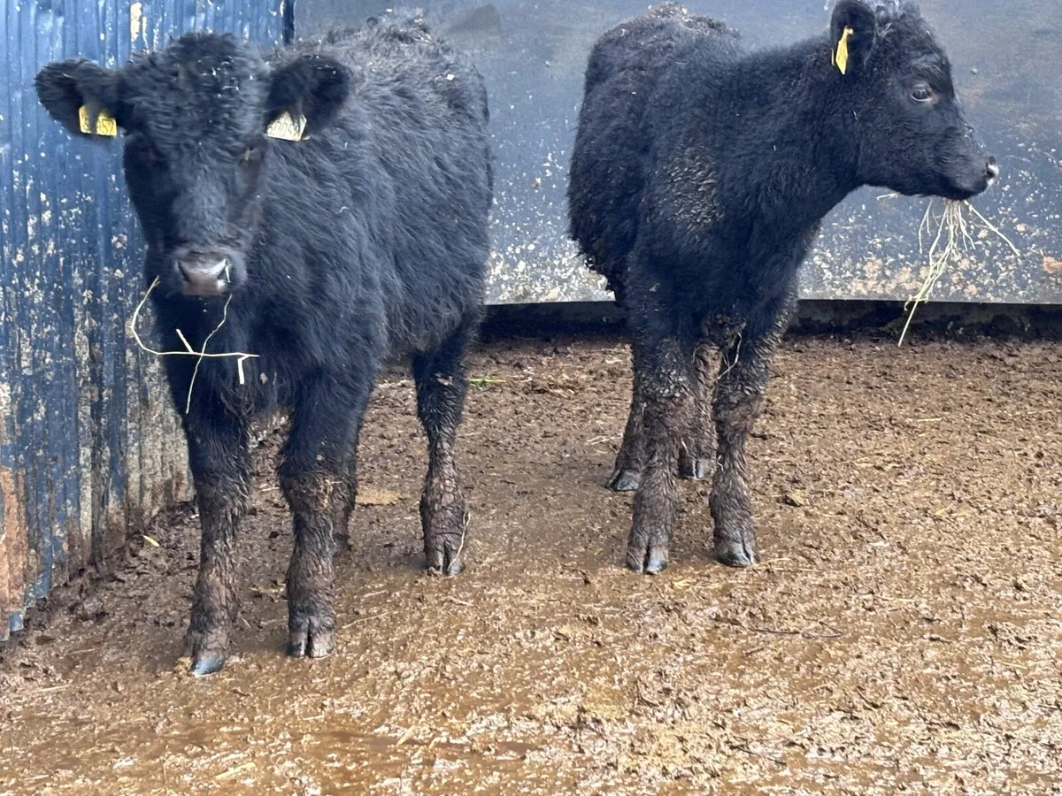 2 ANGUS weanling heifers for sale @€775 - Image 4