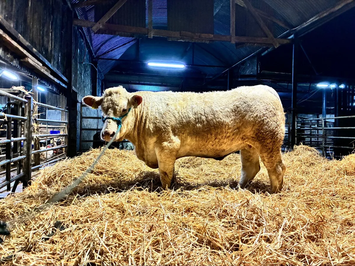 5 PEDIGREE CHAROLAIS HEIFERS - Image 1