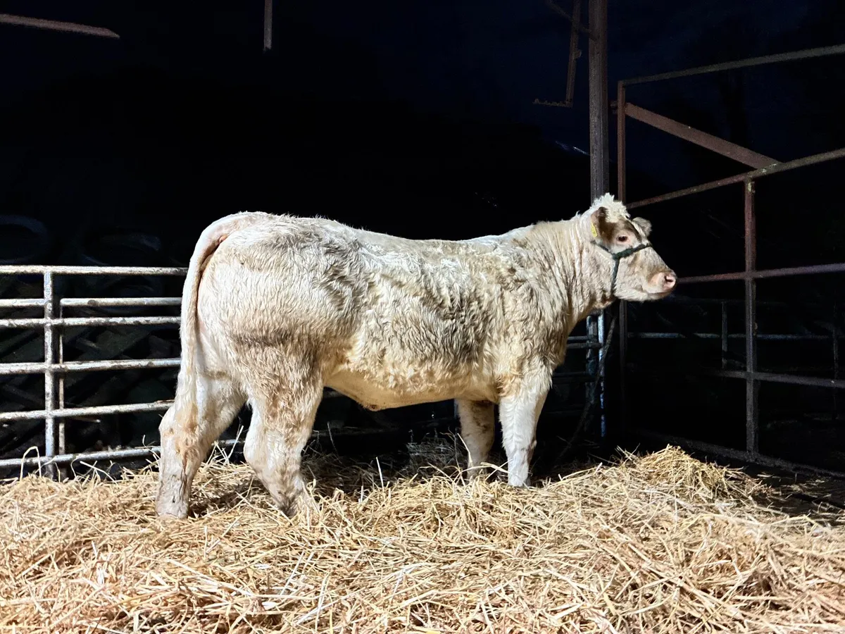 5 PEDIGREE CHAROLAIS HEIFERS - Image 3