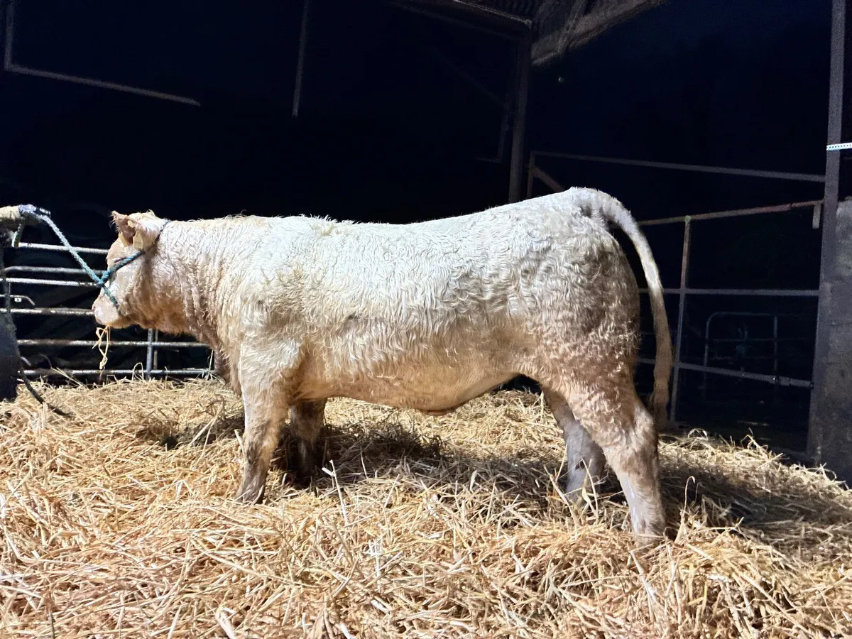 5 PEDIGREE CHAROLAIS HEIFERS - Image 4