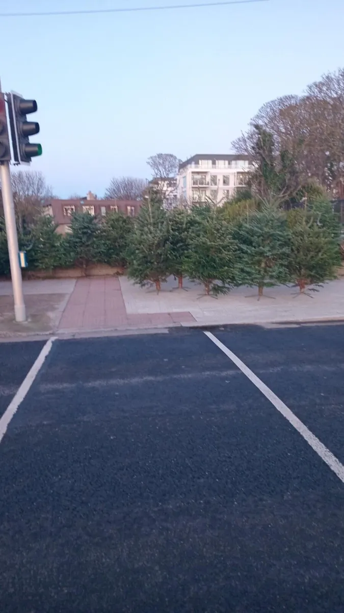 CHRISTMAS TREES 5ft-20ft - Image 1