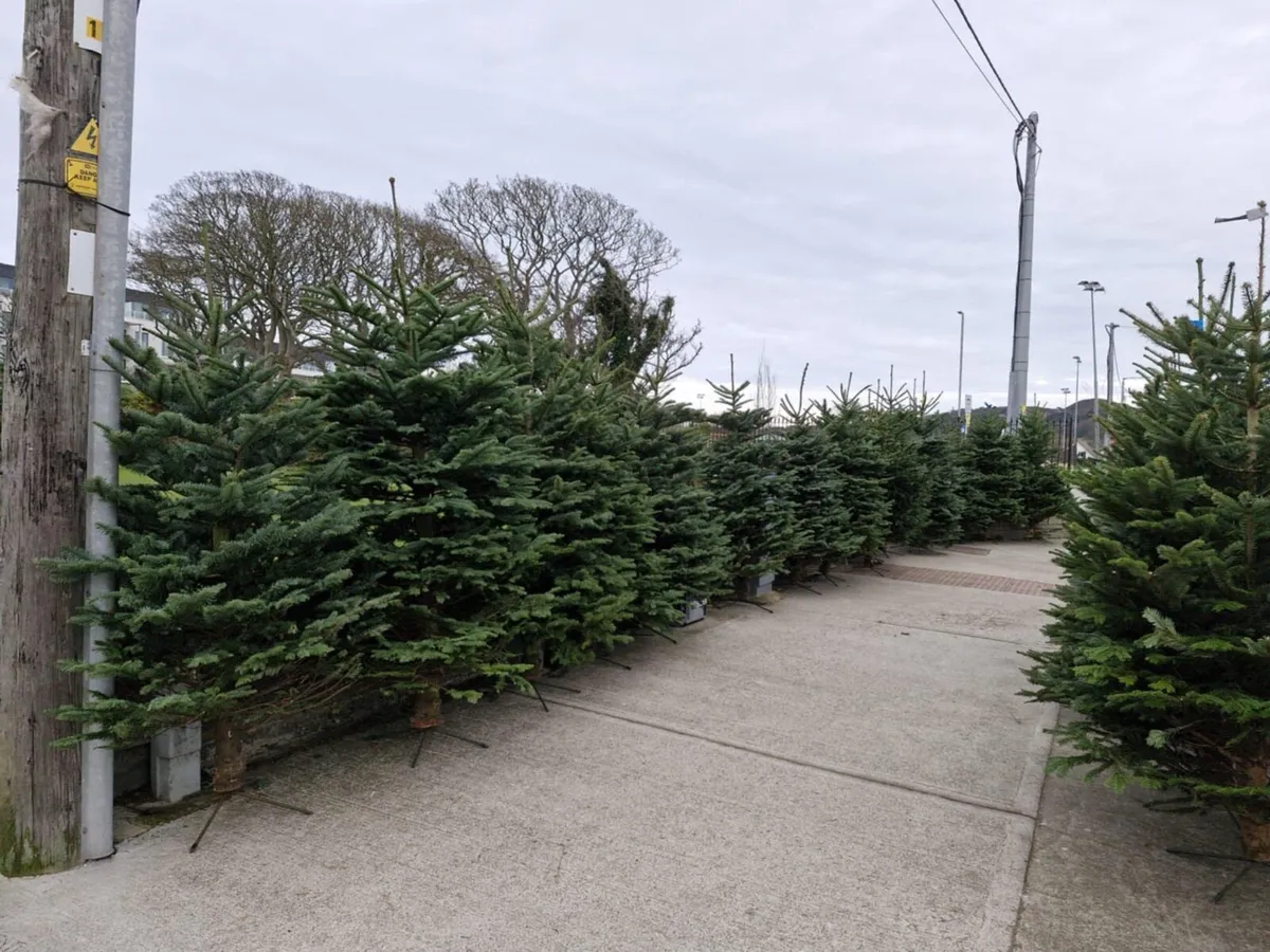 CHRISTMAS TREES 5ft-20ft - Image 3