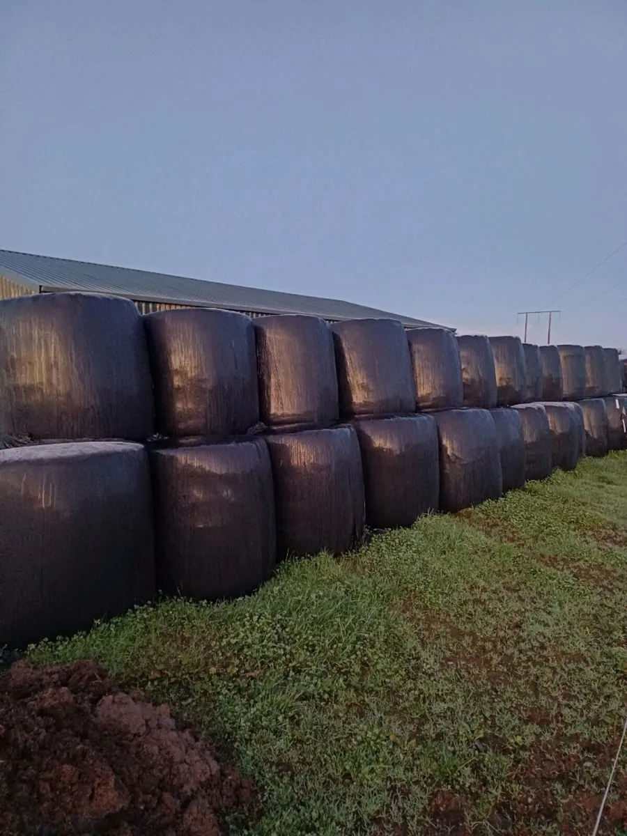 organic silage - Image 1