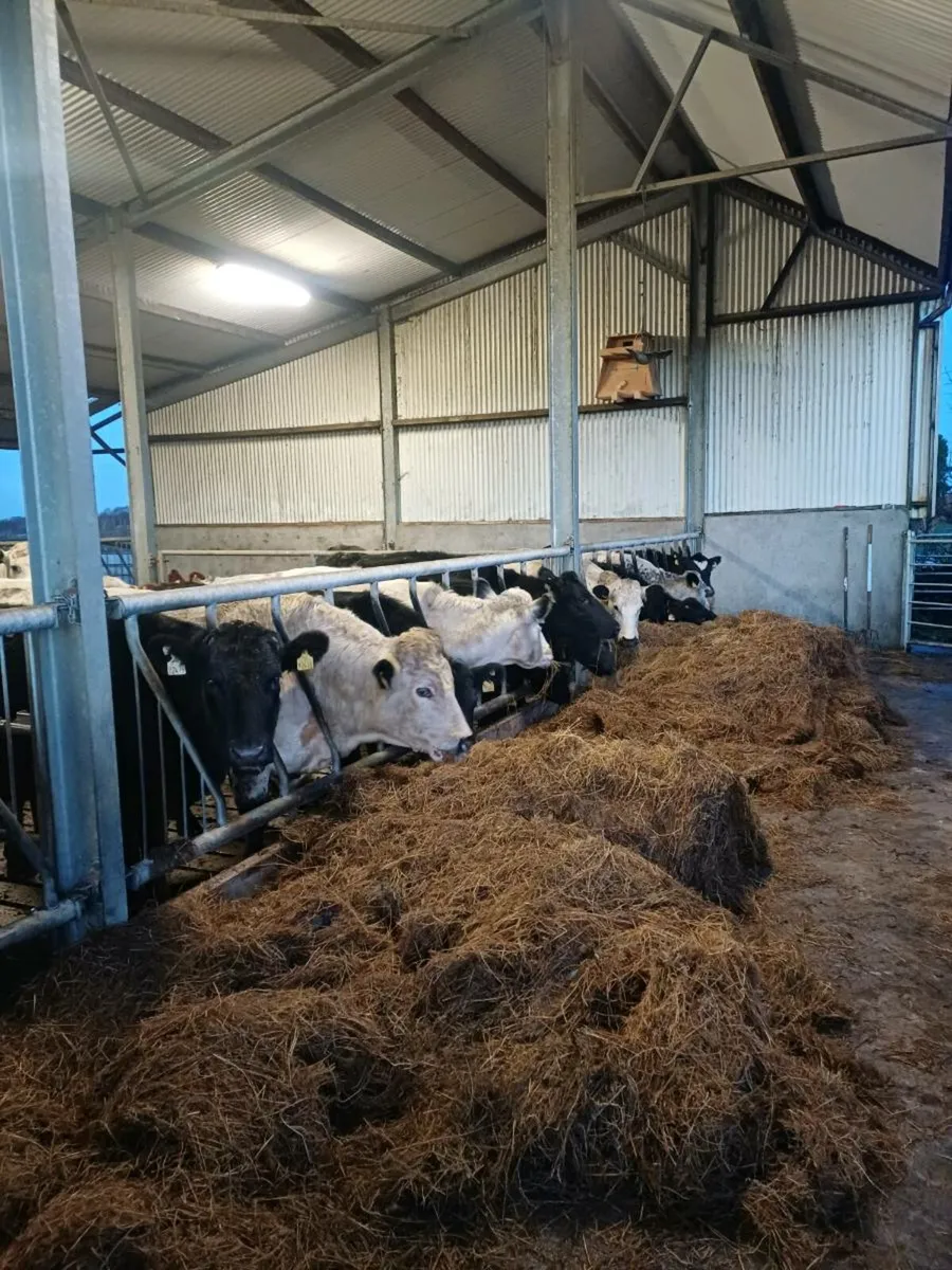 organic silage - Image 2