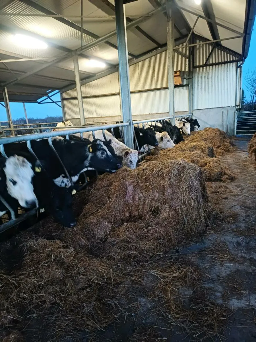 organic silage - Image 3