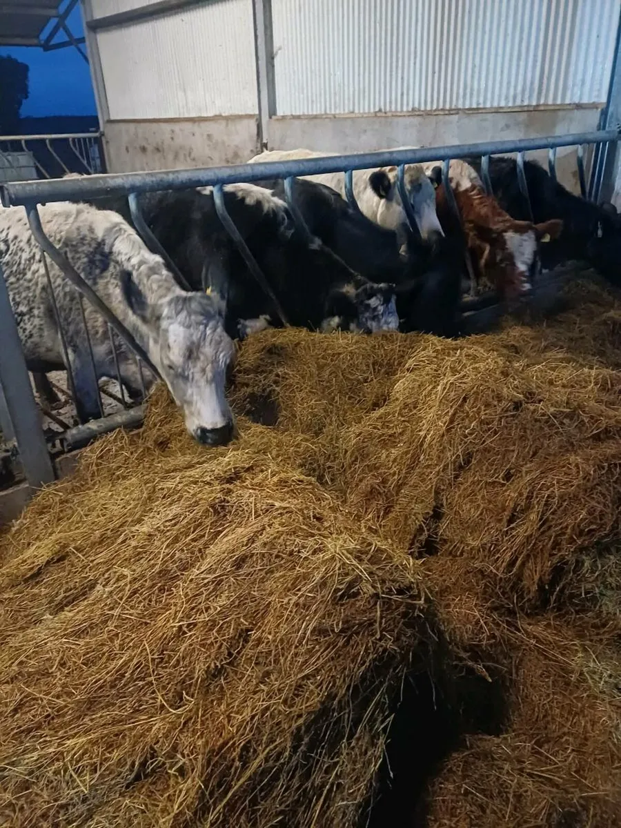 organic silage - Image 4