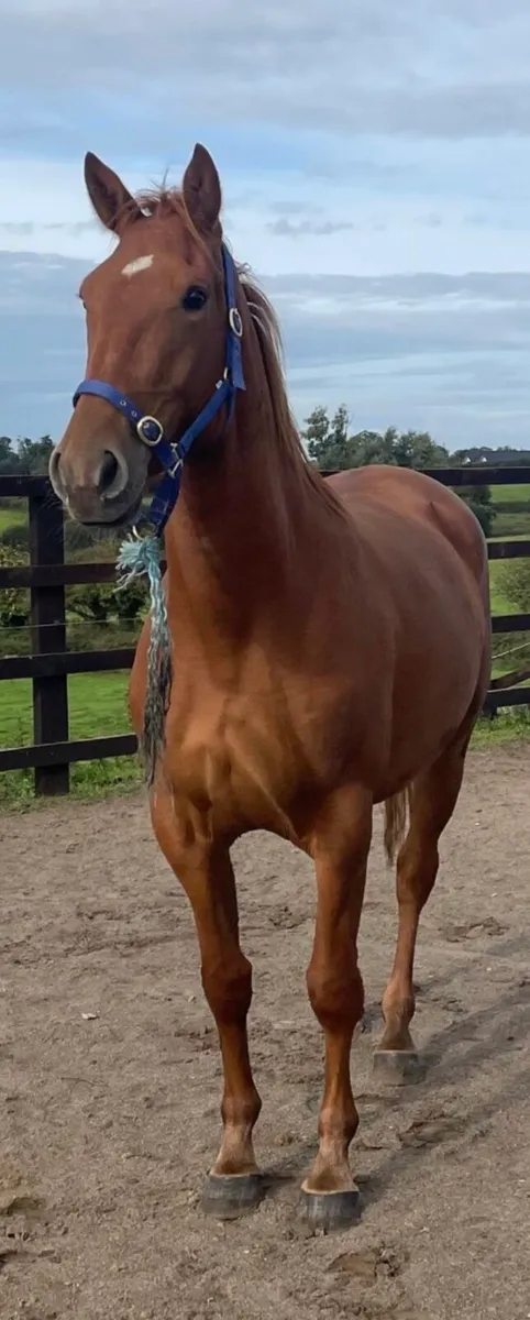 Gelding 3 years old - Image 1
