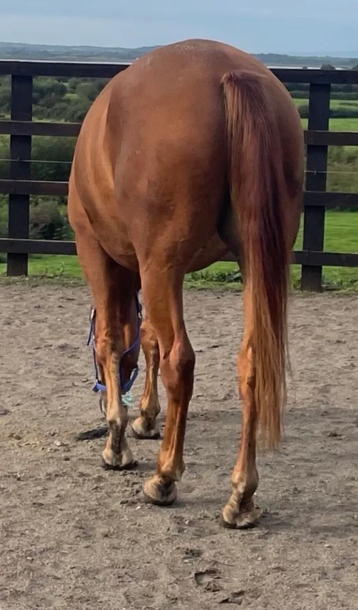 Gelding 3 years old - Image 2