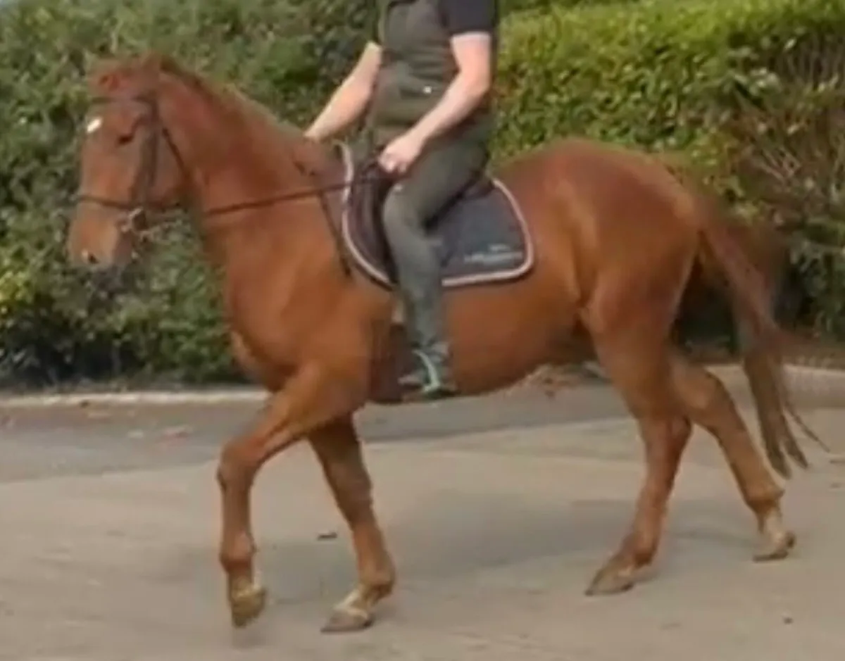 Gelding 3 years old - Image 3