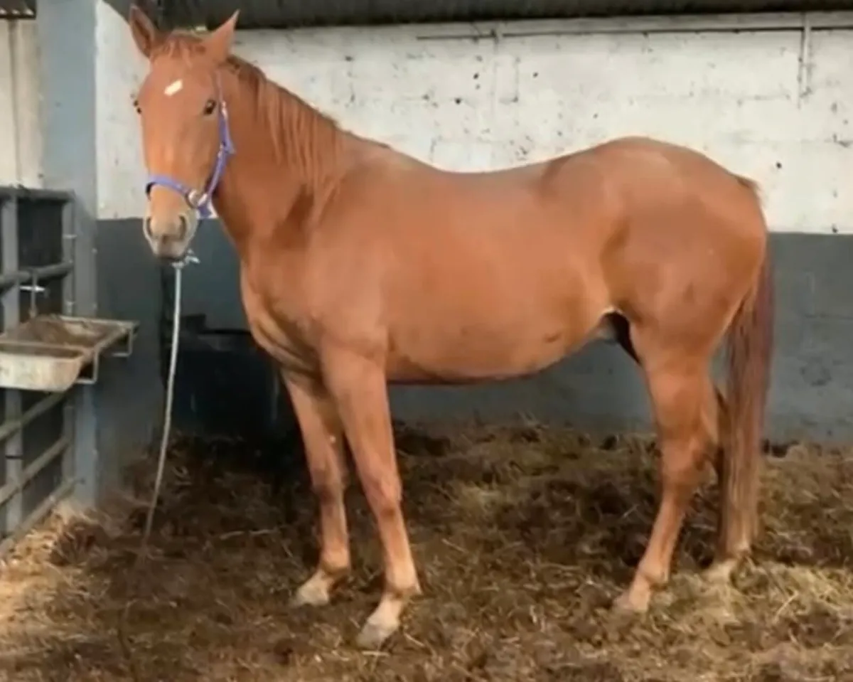 Gelding 3 years old - Image 4