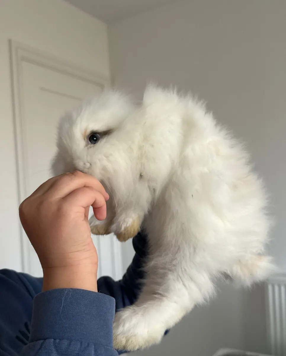 Rehoming bunnie 5 months old - Image 1