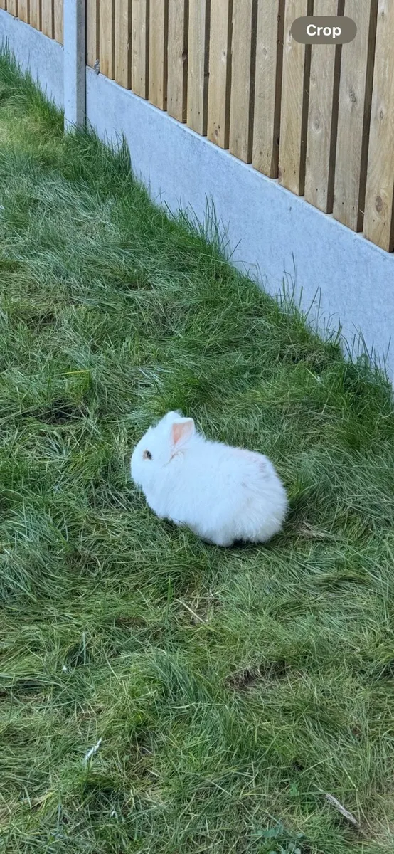 Rehoming bunnie 5 months old - Image 2