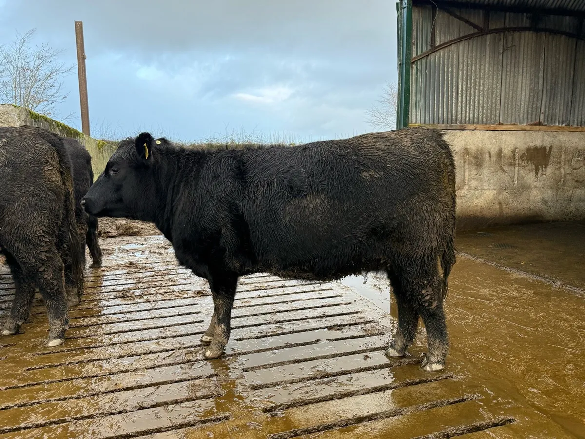Pedigree Angus Heifer - Image 1