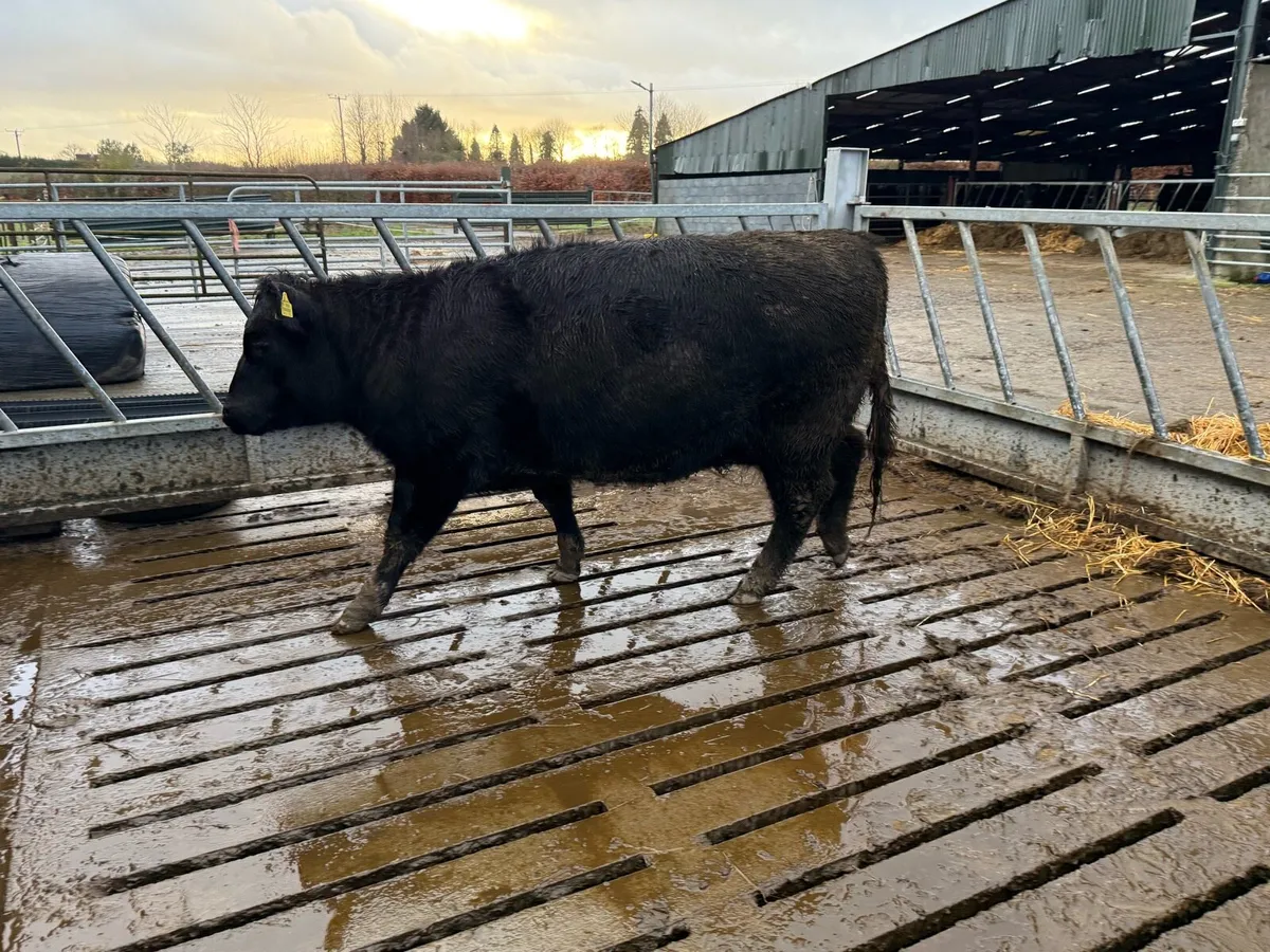 Pedigree Angus Heifer - Image 2