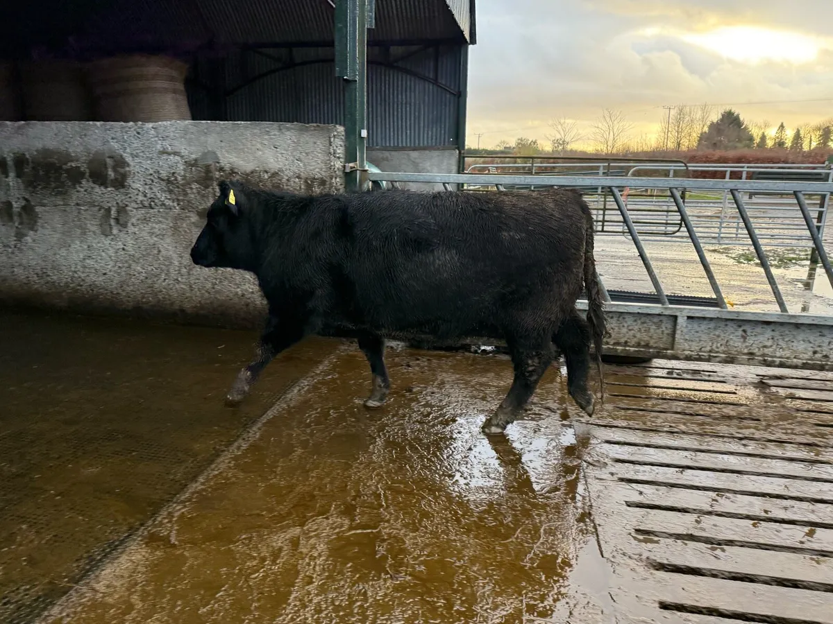 Pedigree Angus Heifer - Image 3