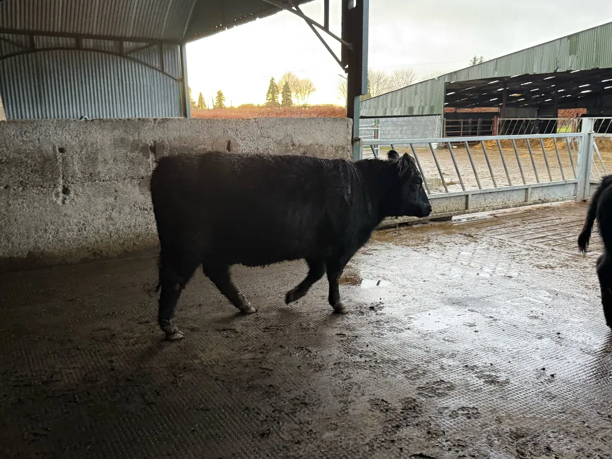Pedigree Angus Heifer - Image 4